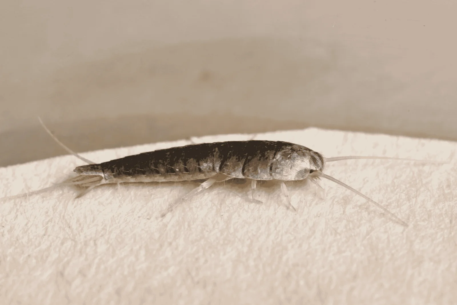 Silverfish Control - pest control service